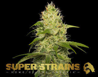 Super Strains La Jefa, feminizovaná semena konopí Balení: 3 ks